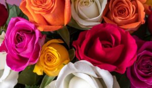 Colors of Roses & Their Meanings