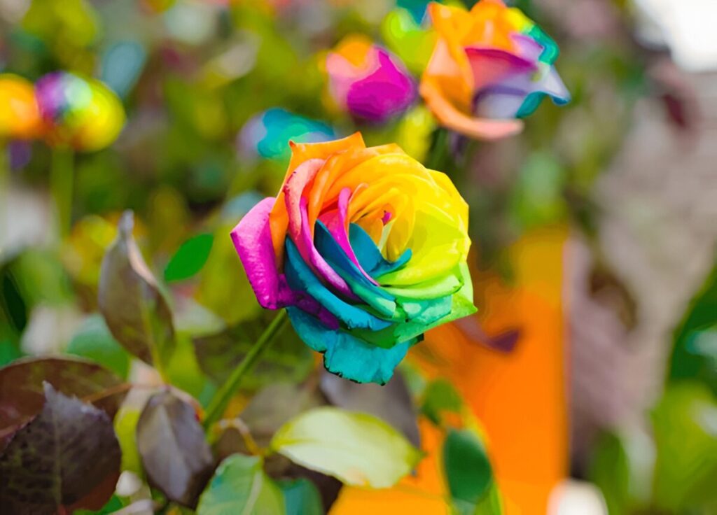 Multicolored Roses