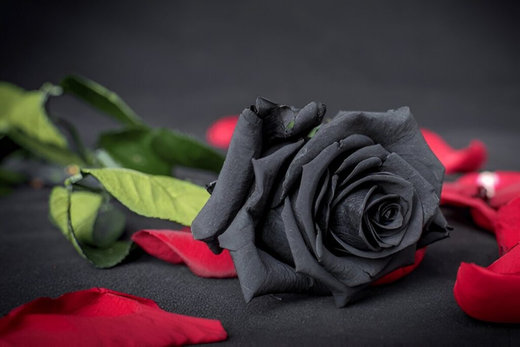black roses