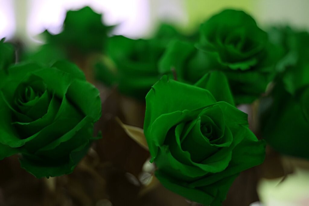 green roses
