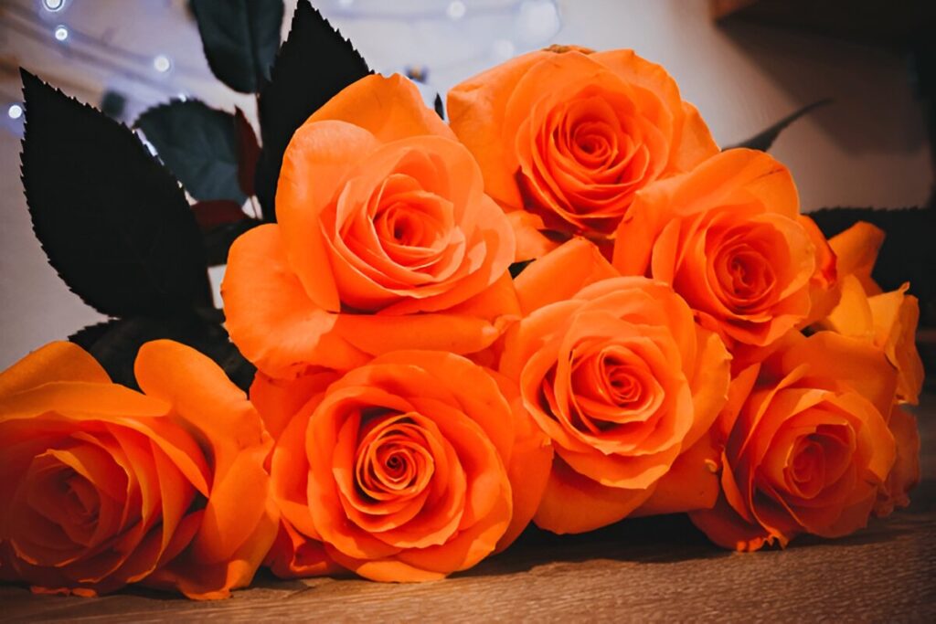 orange roses