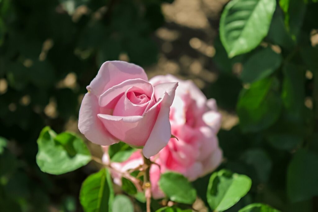 pink roses