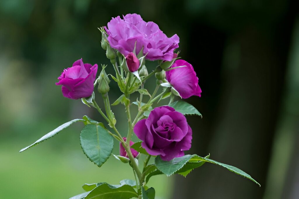 purple roses