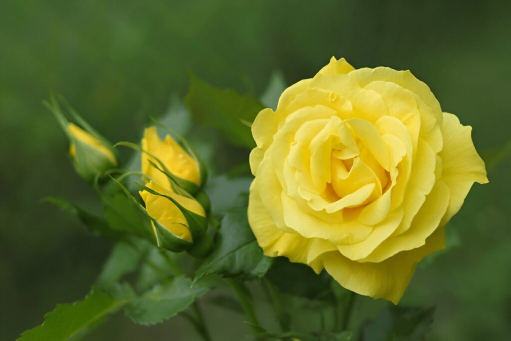 yellow roses